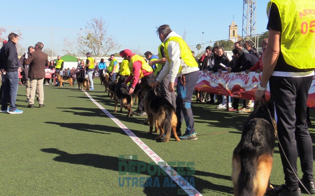 Éxito total de asistencia en el fin de semana dedicado al Pastor Alemán en la XXV Exposición Monográfica en Utrera (vídeo y fotos)